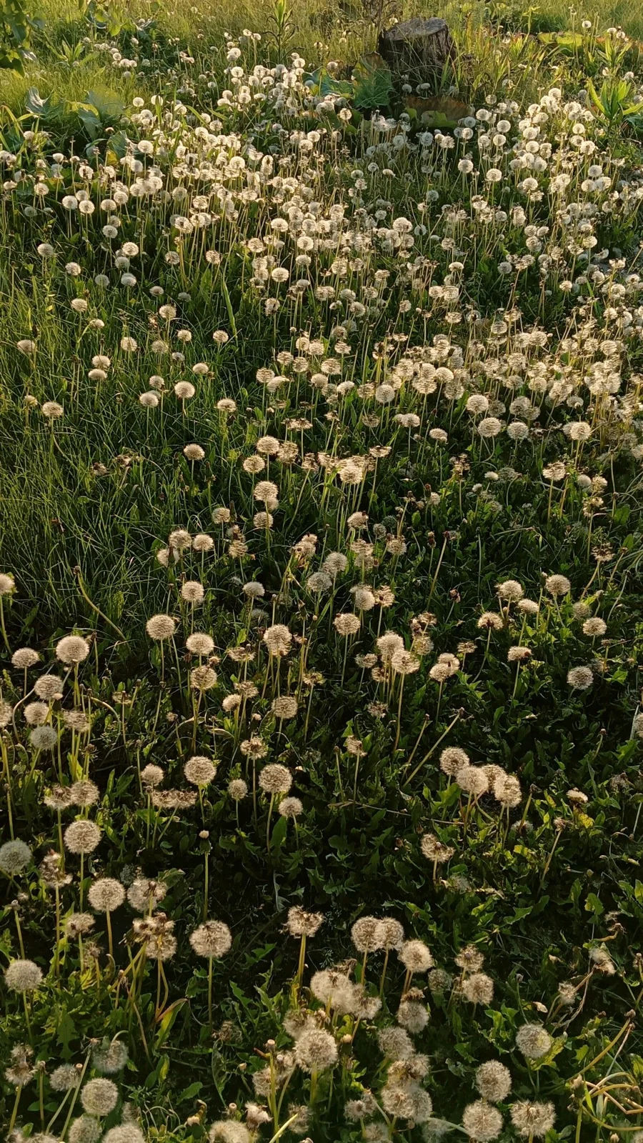 A sunlit meadow of dandelions